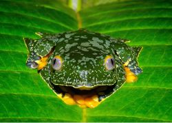 Treefrog